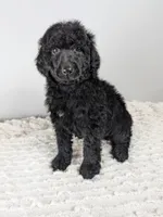 Orange collar boy, a male Poodle - Standard  for sale in Baton Rouge, LA – Photo 1 of 8