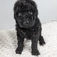 Orange collar boy, a male Poodle - Standard  for sale in Baton Rouge, LA – Photo 7 of 8