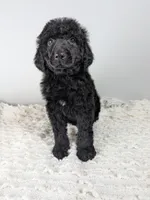 Orange collar boy, a male Poodle - Standard  for sale in Baton Rouge, LA – Photo 6 of 8