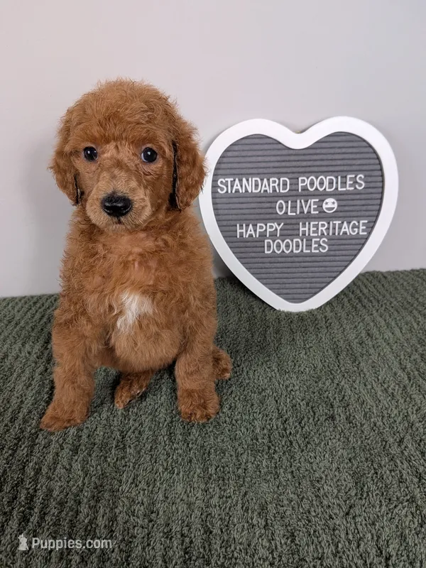 Standard Poodles- Olive collar – Poodle - Standard  puppy for sale in Baton Rouge, LA