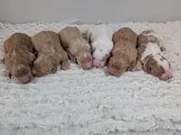 Irish Goldendoodle boy 4, a male Goldendoodle and Irish Doodle for sale in Baton Rouge, LA – Photo 3 of 3