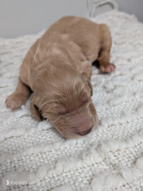 Irish Goldendoodle boy 4
