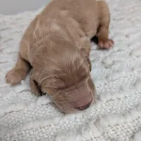 Irish Goldendoodle boy 4, a male Goldendoodle and Irish Doodle for sale in Baton Rouge, LA – Photo 3 of 7