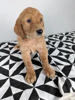 Irish Goldendoodle boy 4, a male Goldendoodle and Irish Doodle for sale in Baton Rouge, LA – Photo 7 of 7