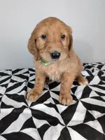 Irish Goldendoodle boy 4, a male Goldendoodle and Irish Doodle for sale in Baton Rouge, LA – Photo 1 of 7