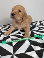 Irish Goldendoodle boy 4, a male Goldendoodle and Irish Doodle for sale in Baton Rouge, LA – Photo 6 of 7