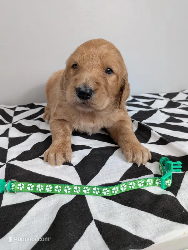 Irish Goldendoodle boy 4 – Goldendoodle, Irish Doodle puppy for sale in Baton Rouge, LA
