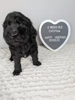F1b boy "Cadpig", a male Goldendoodle for sale in Baton Rouge, LA – 3 of 3