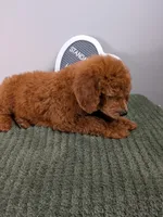 Standard Poodles- pink collar , a female Poodle - Standard  for sale in Baton Rouge, LA – 10 of 10