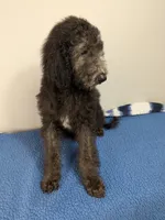 Oak F1bb Goldendoodle, a male Goldendoodle for sale in Baton Rouge, LA – 4 of 5