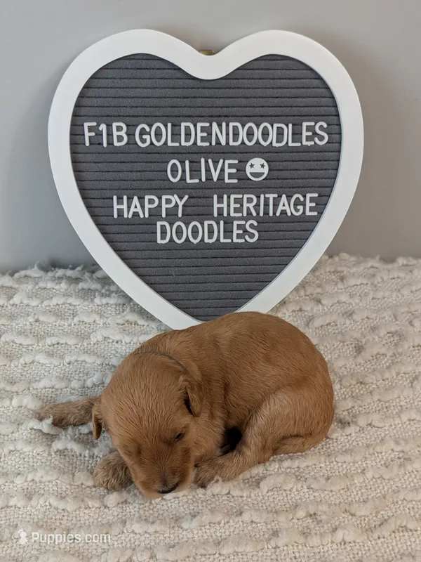 F1b Goldendoodle- Olive collar  – Goldendoodle puppy for sale in Baton Rouge, LA