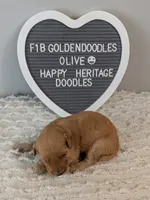 F1b Goldendoodle- Olive collar , a male Goldendoodle for sale in Baton Rouge, LA – 1 of 2