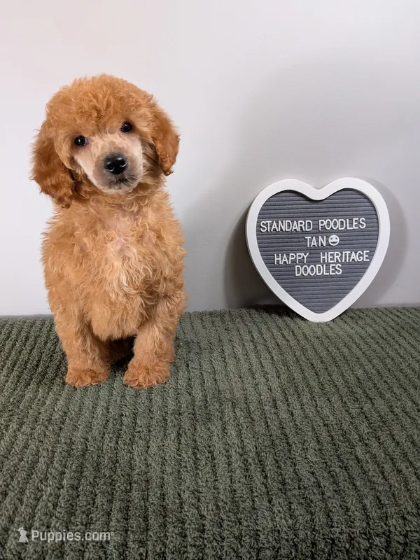 Standard Poodle- tan collar – Poodle - Standard  puppy for sale in Baton Rouge, LA