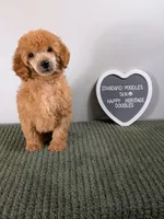 Standard Poodle- tan collar, a male Poodle - Standard  for sale in Baton Rouge, LA – 1 of 10