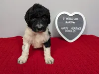 F1b Goldendoodle "Mario", a male Goldendoodle for sale in Baton Rouge, LA – 1 of 3