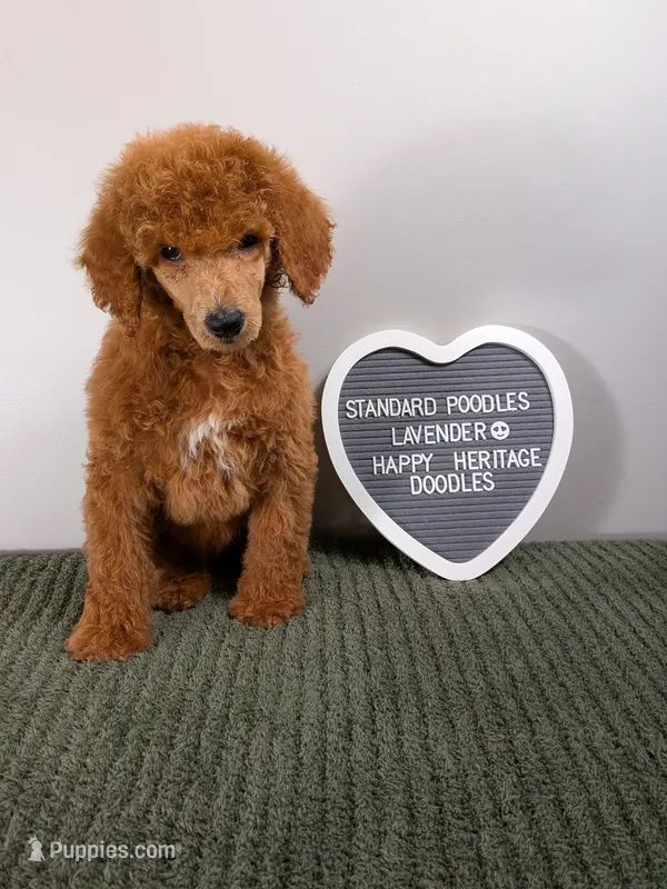 Standard Poodle- lavender collar  – Poodle - Standard  puppy for sale in Baton Rouge, LA