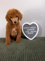 Standard Poodle- lavender collar , a female Poodle - Standard  for sale in Baton Rouge, LA – 1 of 8