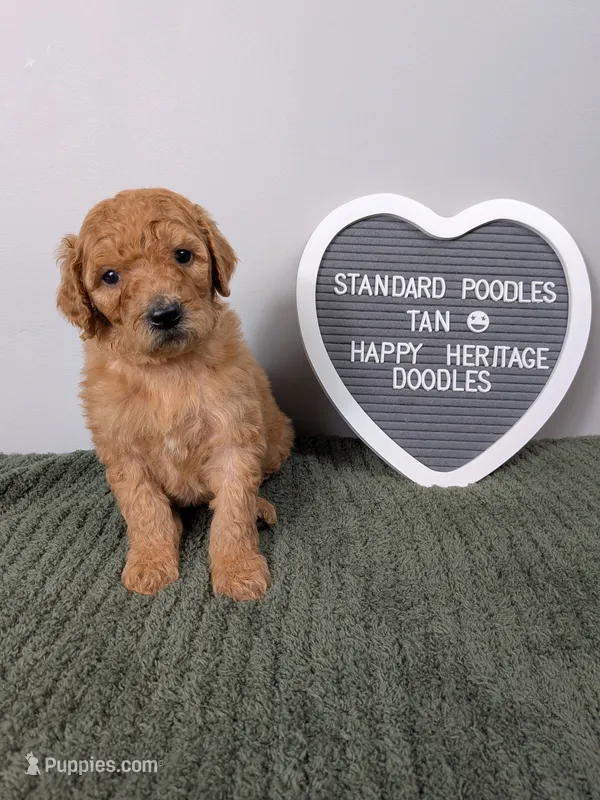 Standard Poodle- tan collar – Poodle - Standard  puppy for sale in Baton Rouge, LA