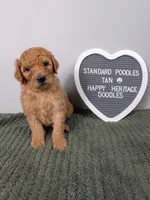 Standard Poodle- tan collar, a male Poodle - Standard  for sale in Baton Rouge, LA – 4 of 10