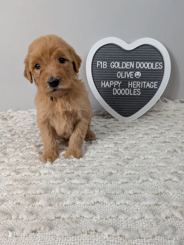 F1b Goldendoodle- Olive collar  – Goldendoodle puppy for sale in Baton Rouge, LA