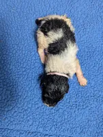 "Angel" F1b Goldendoodle, a female Goldendoodle for sale in Baton Rouge, LA – Photo 4 of 10