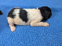 "Angel" F1b Goldendoodle, a female Goldendoodle for sale in Baton Rouge, LA – Photo 8 of 10