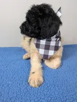 "Angel" F1b Goldendoodle, a female Goldendoodle for sale in Baton Rouge, LA – Photo 9 of 10