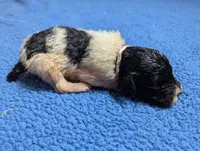 "Angel" F1b Goldendoodle, a female Goldendoodle for sale in Baton Rouge, LA – Photo 7 of 10