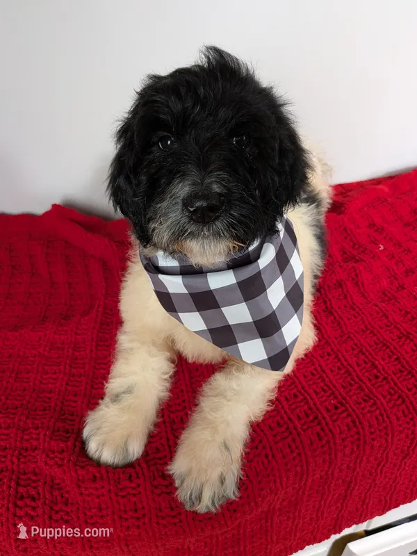 "Angel" F1b Goldendoodle