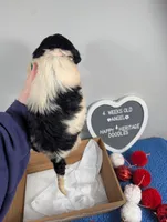 "Angel" F1b Goldendoodle, a female Goldendoodle for sale in Baton Rouge, LA – Photo 6 of 10