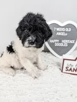 "Angel" F1b Goldendoodle, a female Goldendoodle for sale in Baton Rouge, LA – Photo 3 of 10