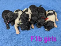 "Angel" F1b Goldendoodle, a female Goldendoodle for sale in Baton Rouge, LA – Photo 5 of 10