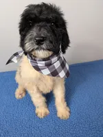 "Angel" F1b Goldendoodle, a female Goldendoodle for sale in Baton Rouge, LA – Photo 2 of 10