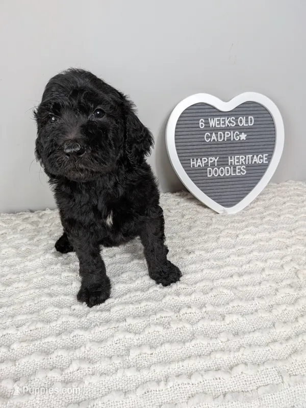 F1b boy "Cadpig" – Goldendoodle puppy for sale in Baton Rouge, LA