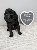 F1b boy "Cadpig", a male Goldendoodle for sale in Baton Rouge, LA – 1 of 3