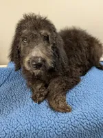 Oak F1bb Goldendoodle, a male Goldendoodle for sale in Baton Rouge, LA – 3 of 5