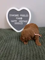 Standard Poodles- pink collar , a female Poodle - Standard  for sale in Baton Rouge, LA – 8 of 10
