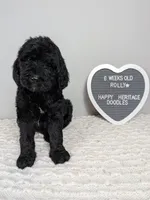 F1b boy "Rolly", a male Goldendoodle for sale in Baton Rouge, LA – 2 of 2
