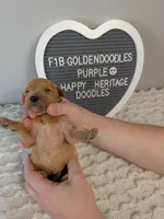 F1b Goldendoodle- purple collar, a female Goldendoodle for sale in Baton Rouge, LA – 3 of 3