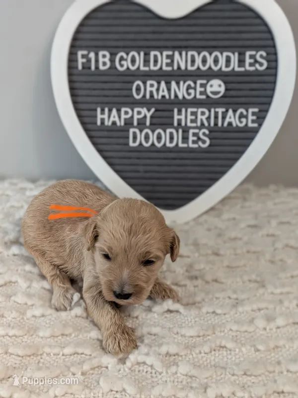 F1b Goldendoodle- orange collar – Goldendoodle puppy on hold in Baton Rouge, LA