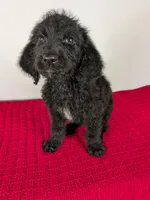 F1b Goldendoodle "Yoshi", a male Goldendoodle for sale in Baton Rouge, LA – 3 of 4