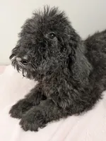 Ivy F1bb Goldendoodle, a female Goldendoodle for sale in Baton Rouge, LA – 2 of 4