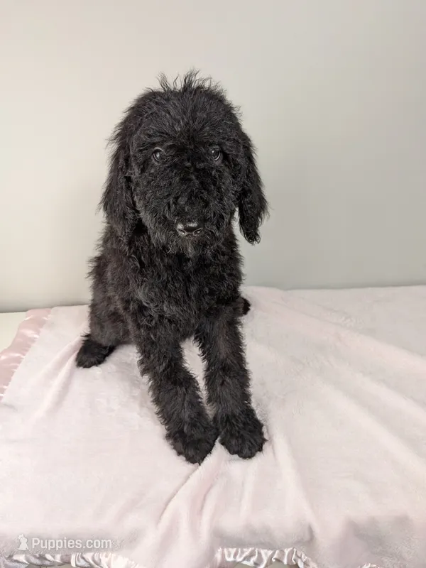 Ivy F1bb Goldendoodle – Goldendoodle puppy for sale in Baton Rouge, LA