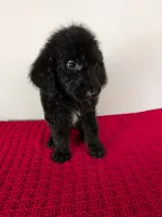 F1b Goldendoodle "Yoshi", a male Goldendoodle for sale in Baton Rouge, LA – 4 of 4
