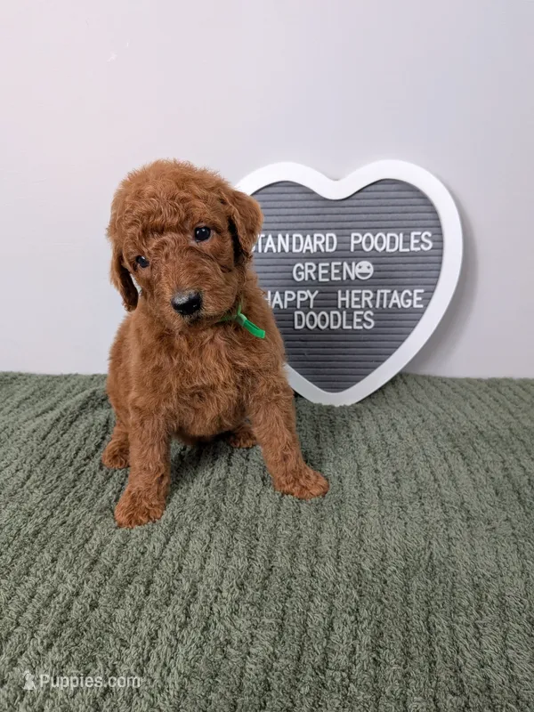 Standard Poodles- Green collar  – Poodle - Standard  puppy for sale in Baton Rouge, LA