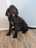 F1b Goldendoodle "Yoshi", a male Goldendoodle for sale in Baton Rouge, LA – 6 of 6