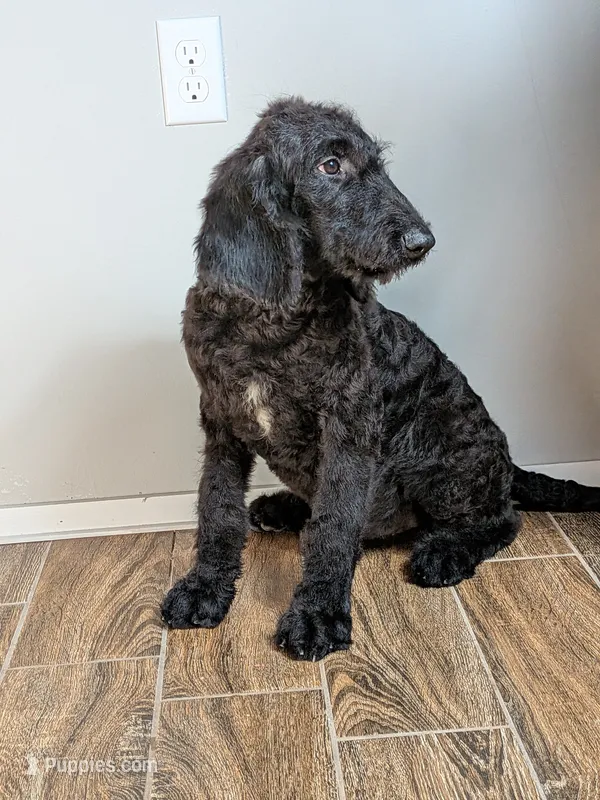 F1b Goldendoodle "Yoshi" – Goldendoodle puppy for sale in Baton Rouge, LA