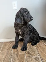 F1b Goldendoodle "Yoshi", a male Goldendoodle for sale in Baton Rouge, LA – 1 of 6