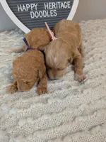 F1b Goldendoodle- purple collar, a female Goldendoodle for sale in Baton Rouge, LA – 2 of 3