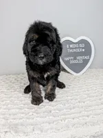 F1b boy "Thunder", a male Goldendoodle for sale in Baton Rouge, LA – 1 of 3